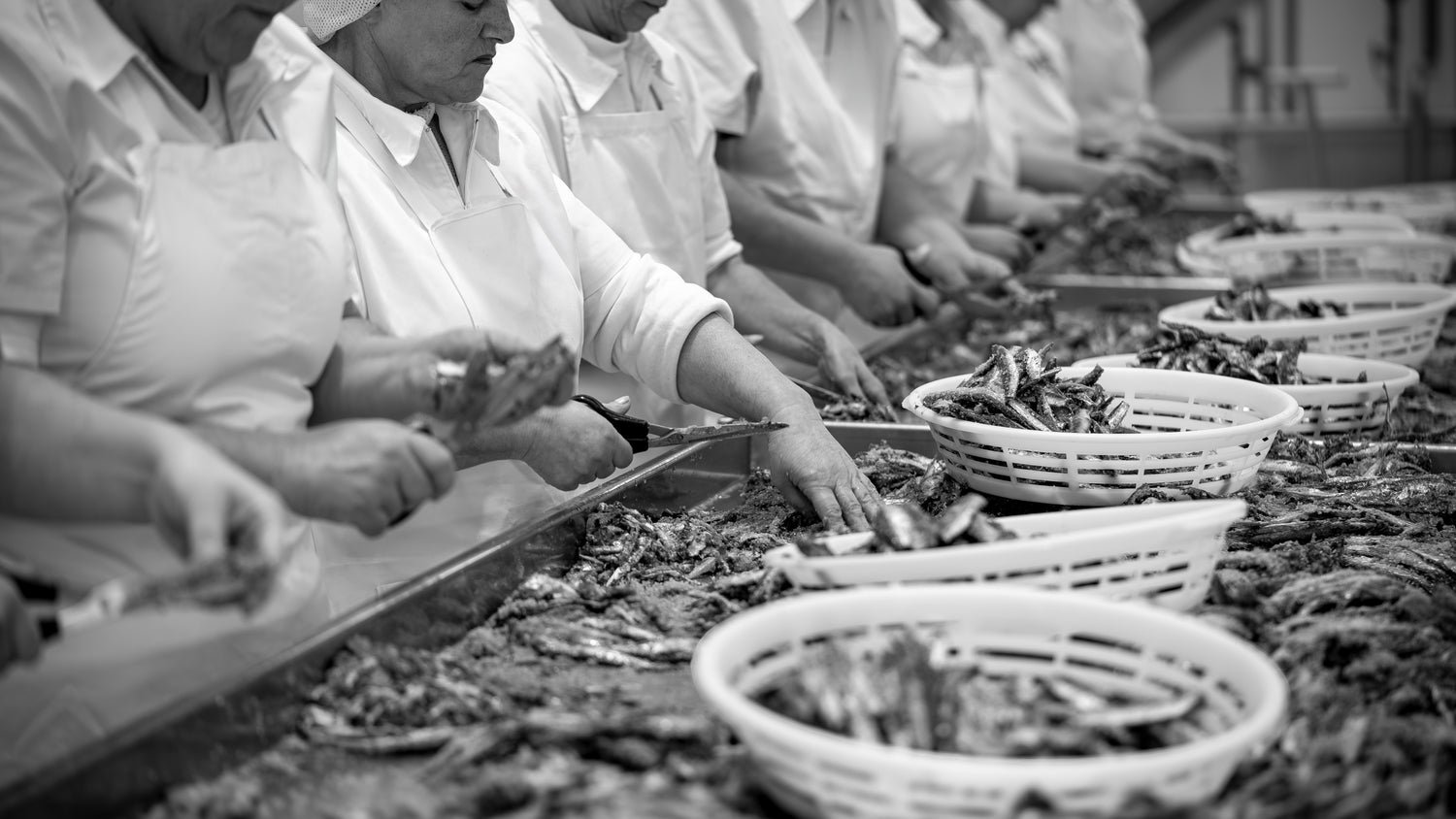 lavorazione a mano acciughe